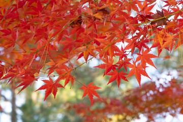 秋の京都と紅葉