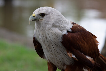portrait of a eagle