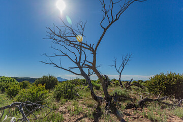 Mesa Verde