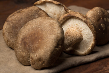 Close up of a group of mushrooms.