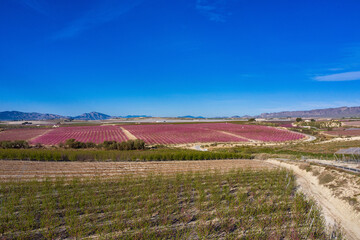 Peach blossom in Ascoy near Cieza in the Murcia region in Spain