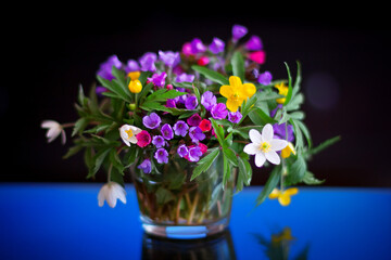 A small and delicate bouquet of multicolored primroses noble liverwort, anemone and others on a black background. Spring laconic still life with flowers.