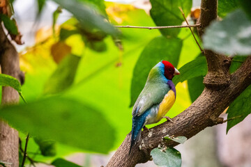 A beautiful colorful beard stops on a plants and flower, close up
