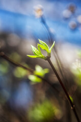 The leaves have come out of the buds