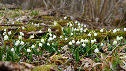 Frühlingsknotenblume