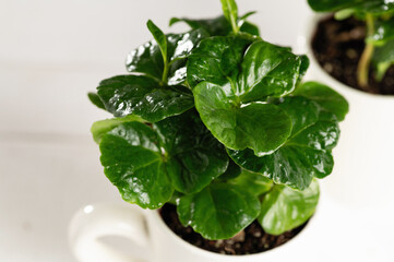 sprouts of a coffee tree in a cup, seedlings on a light wooden background
