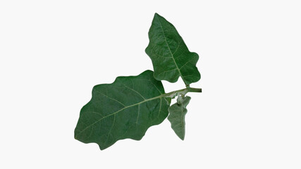Eggplant leaves isolated on white background