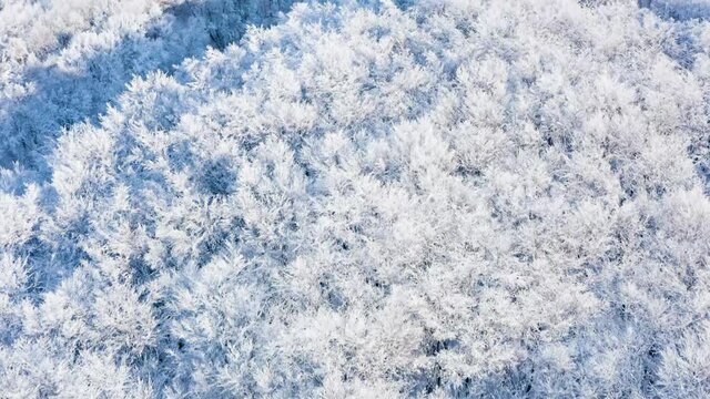 Aerial shot of tree branches covered in snow. Winter holiday mood