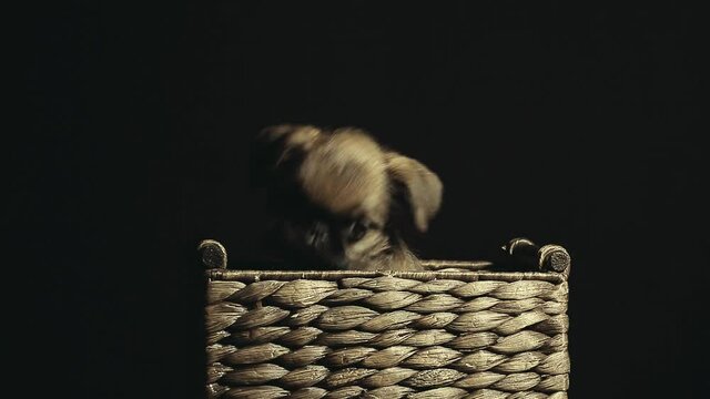 footage of puppy basket dark background 