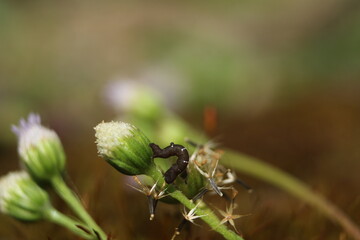 Caterpillar on a flower