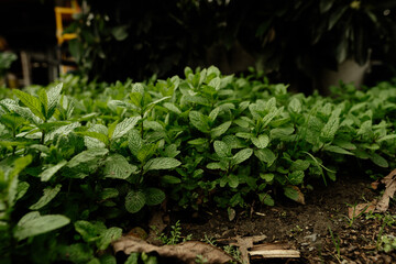 Aromatic spearmint growing in field. Mentha spicata
