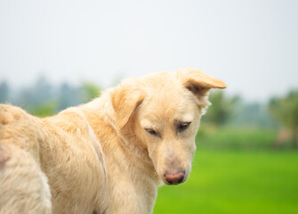 Dog looking back and looking something with greenery and cloudy sky background.