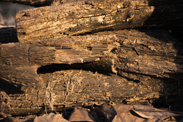 Dry firewood in yellow light from the sun