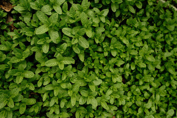 High view of aromatic spearmint growing in field. Mentha spicata
