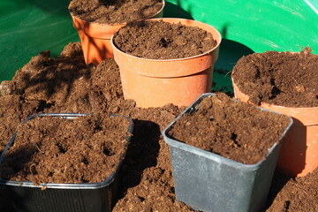 Sowing seeds in the garden in the sunshine. Plant pots have been filled with potting compost.