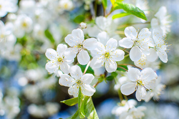 Obraz na płótnie Canvas The cherry tree blooms in spring