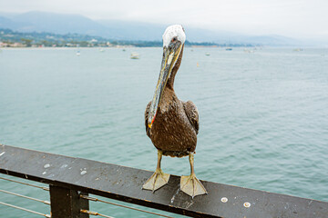 Pelican