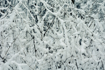 Close-up shot of snow-covered branches