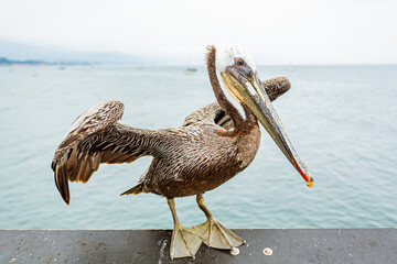 pelican