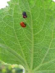 Ladybug Hatching from Cocoon on Cucumber Leaf