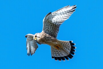 Fototapeta premium Kestrel hovering while looking for something for lunch