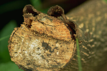 sawed wood in the forest. nature background concept