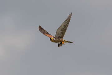 Kestrel flying away with its kill
