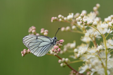 Black-veined white butterfly (Aporia crataegi) sitting on a white blossom on natural green background