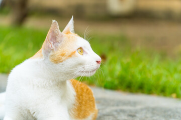 Close up of Cat looking up. Portrait of white and orange cat with yellow eyes. copy space for text.