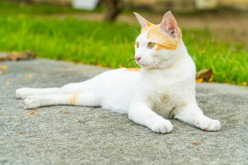 Cat looking to side and sitting on concrete road. Portrait of white and orange cat with yellow eyes, close up.