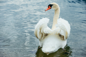 white swans in blue lake water