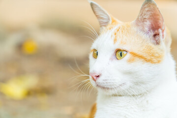 Close up of Cat looking to side. Portrait of white and orange cat with yellow eyes. copy space for text.