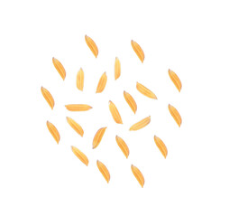 Obraz premium organic paddy rice, seed of paddy, paddy of Thai jasmine rice isolated on white background