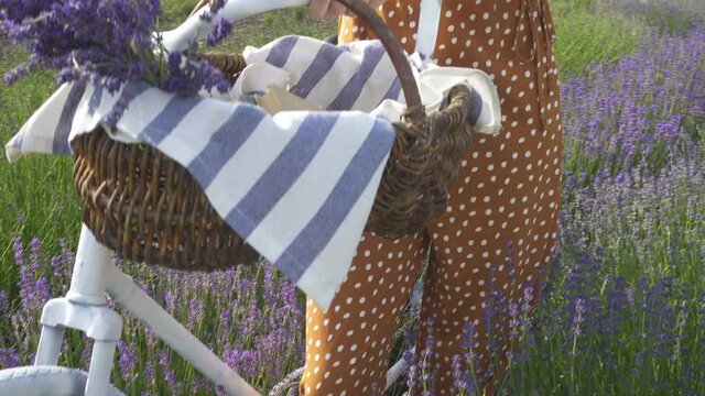 girl with the bike and the backet with the lavender bouquet standing at the lavender field
