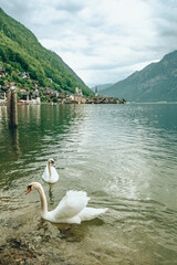 lovely couple swans at lake hallstatt city on background austria
