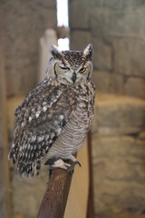 le clin d’œil de la chouette