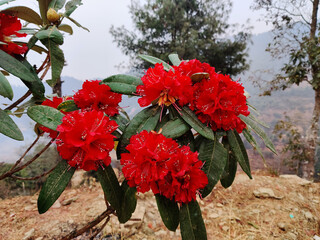 Rhododendron Nepal's National Flower Rhododendron are found in the altitude range from 1200 meters...