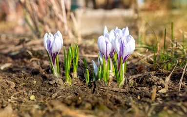 Beautiful gently purple with white blooming spring flowers crocus growing in garden. Closeup flora garden plant, natural colors. Sunny spring day.