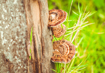mushroom in forest