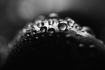 Cosmic abstraction with cherry background. Water drops on juicy ripe cherries black and white macro...