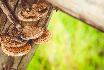 mushroom in forest