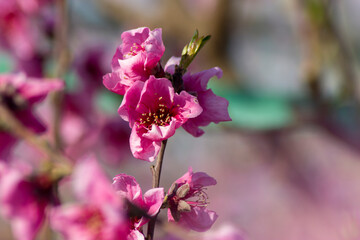 FLor frutal con colores vivos primer plano. Imagen con detalles florales, polen y muy colorida.