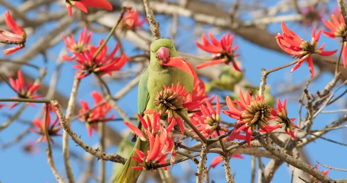 Slow-motion footage of a green Parrot drinks nectar from blooming red flowers
