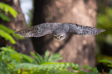 An owl flying action collection, Spotted owlet is a small owl which breeds in tropical Asia.Spotted owlet birds in the nature.