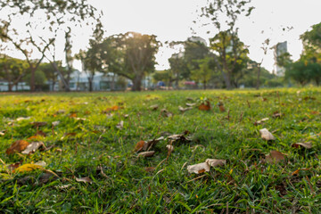 defocused bokeh background of  garden trees in sunny day