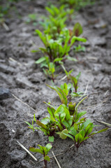Sprouted beet seeds in the garden