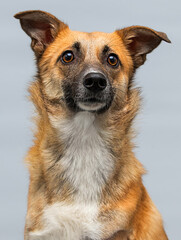 red dog on a gray background