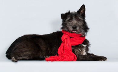 dog lies in a red scarf in the studio