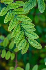 Fresh green leaves acacia for texture background. Lush vegetation close-up.