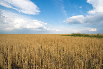 View of wheat field
